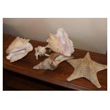 Conch Shells & Seashells
