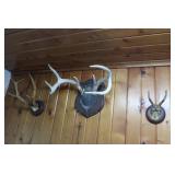 Antlers