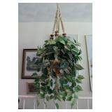 2 Hanging Rubber Plants