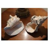 Conches