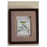 Vintage Blue Titmouse Framed Print