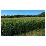 Tract 1: 15.94± Acres (Subject to Survey)