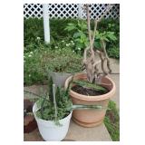 3 Large Outdoor Pots for Plants