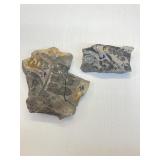 3 pieces of oil Shale Fossils from Colorado