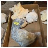 Lot of 4 large Conch shells from the beach