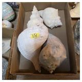 Lot of Giant Conch Shells Beach