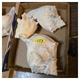 Conch shell lot of 3 beach finds
