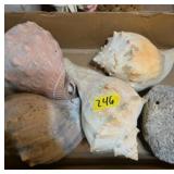 Conch shells lot large