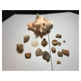 Fossils and Marine Shells