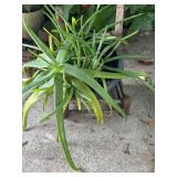 Potted Aloe Plant with Wooden Stand