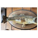 Vtg Largemouth Bass Mounted Display Vtg Largemouth Bass Mounted Display
