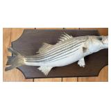 Vtg Mounted Striped Bass Taxidermy Vtg Mounted Striped Bass Taxidermy