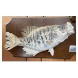 Vtg Crappie Taxidermy Wall Mount Vtg Crappie Taxidermy Wall Mount