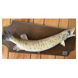 Vtg Mounted Pike Fish Display Vtg Mounted Pike Fish Display