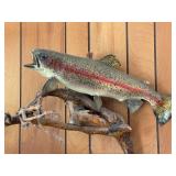 Vtg Rainbow Trout Taxidermy Mount Vtg Rainbow Trout Taxidermy Mount