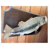 Mounted Largemouth Bass Display Mounted Largemouth Bass Display