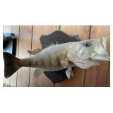 Mounted Largemouth Bass Taxidermy Mounted Largemouth Bass Taxidermy