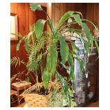 Green Indoor Plant Basket Green Indoor Plant Basket
