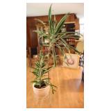 Potted Dracaena Plant With Stand Potted Dracaena Plant With Stand