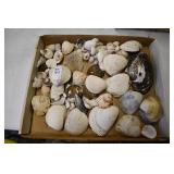 Small Flat of Sea Shells