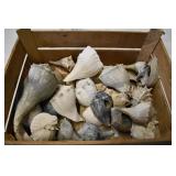 Wood Crate of Conch Shells