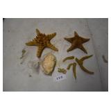 Starfish Variety Lot