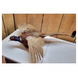 Taxidermy Male Pheasant Mount
