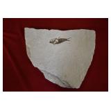 Vintage Green River Fossil Sandstone