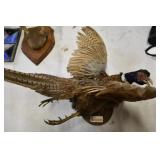 Taxidermy Ringneck Pheasant Mount
