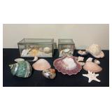 Shells in Glass Displays