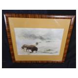 Framed 1911 Bison Foraging Print