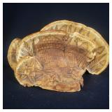 Pyrography on Artistï¿½s Conk Fungus