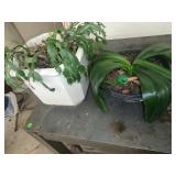 2 Potted House Plants
