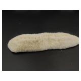 White Slipper Coral Specimen