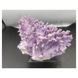 Purple Coral Specimen