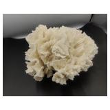 White Lettuce Coral Specimen