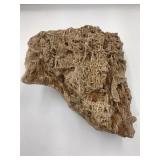 Petrified "Wetumpka Wood" Specimen