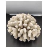 Cauliflower Coral Specimen