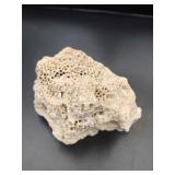 Fossilized Coral Specimen