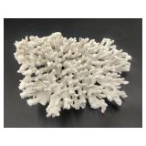 White Coral Specimen