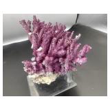 Purple Coral Specimen