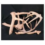Deer Antler Collection