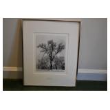 Ansel Adams "Oak Tree, Snowstorm, Yosemite"