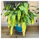 Large Peace Lily in Blue Ceramic Planter