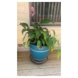 Potted Peace Lily in 21x18 Blue Ceramic Plan