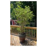 Large Potted Live Tree, 24-Inch Planter