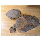 Fossilized Spiral Shell Rocks
