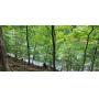 Cherokee Lakefront Vacant Lots Real Estate Auction
