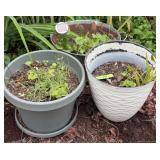 Garden Planter w/ Soil and Plants