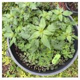 Outdoor Potted Mixed Herbaceous Plants